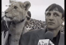 Klassikkovideo: Hullu hetki Romanian pääsarjassa – leijona heilahtaa TV-haastatteluun