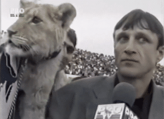 Klassikkovideo: Hullu hetki Romanian pääsarjassa – leijona heilahtaa TV-haastatteluun