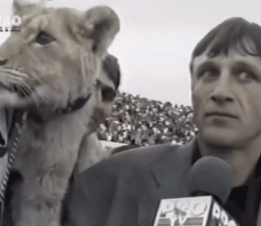 Klassikkovideo: Hullu hetki Romanian pääsarjassa – leijona heilahtaa TV-haastatteluun